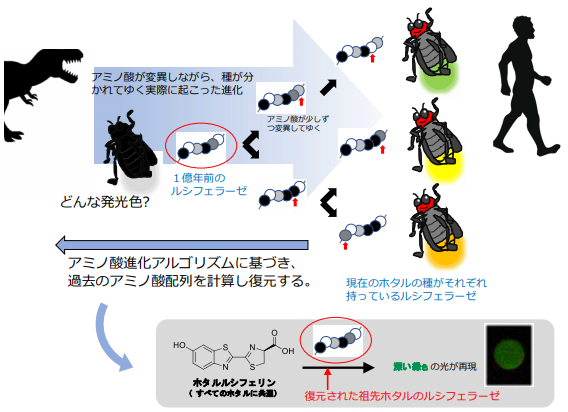 1億年前のホタルの光を再現 ～現代によみがえらせた原初のホタルの光は深い緑色だった～