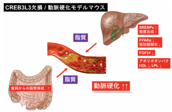 動脈硬化発症を制御する転写因子の相互作用を発見