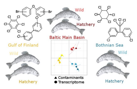 有機ハロゲン化合物汚染によるバルト海産サケの影響は肝臓の遺伝子に記録されている