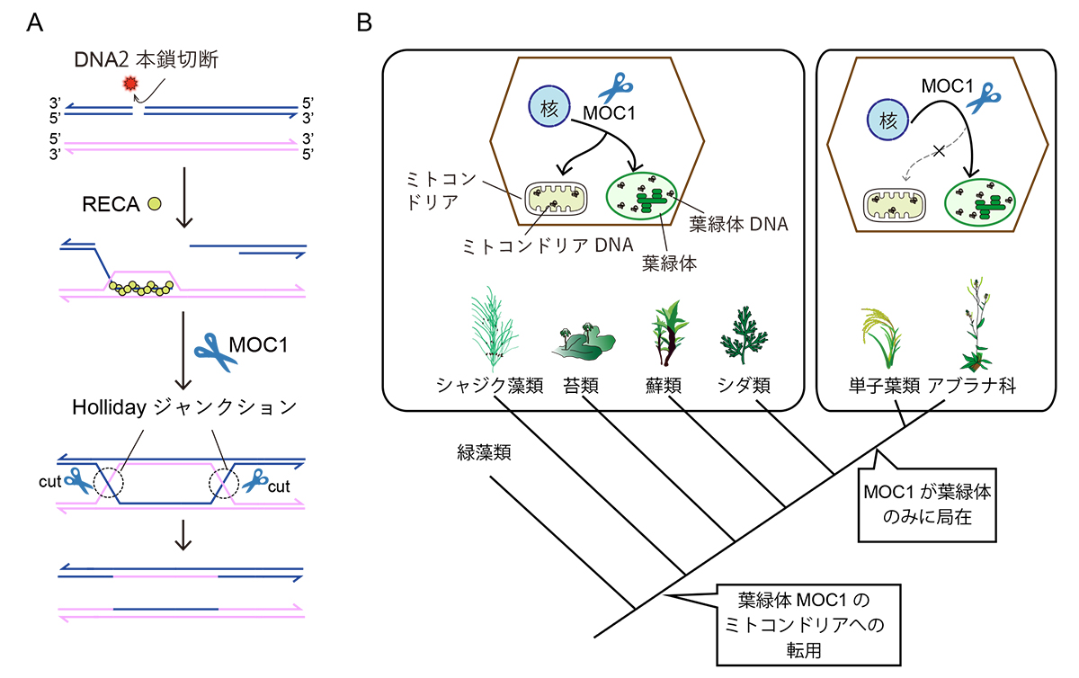 植物ミトコンドリアと葉緑体の傷ついたDNAを修復する仕組みの一端を解明