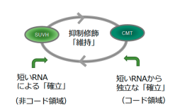 ゲノムの可動性DNAを鎮静化する機構