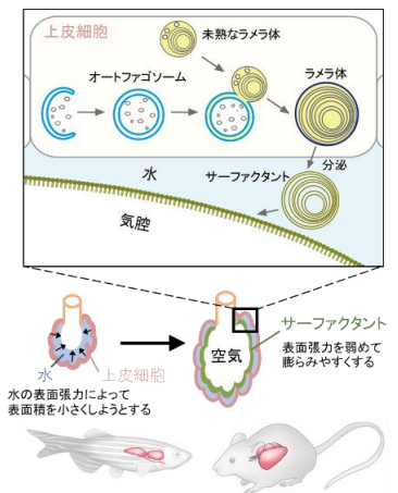 肺や浮袋が膨らむ仕組みの解明 ～オートファジーの新たな役割を発見～