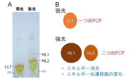 珪藻の強光に対する防御策：集光性色素タンパク質の分子調節機構の解明