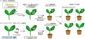 植物ウイルスを利用した遺伝子導入法により植物のゲノム編集に成功