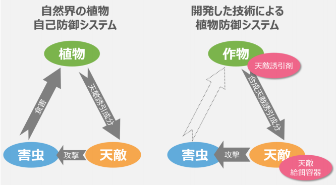 植物の香りで特定の天敵を誘引し、標的とした害虫の発生抑制に成功