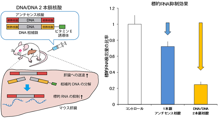 新たな核酸医薬の候補、DNA／DNA 2本鎖核酸による効率的な遺伝子抑制を達成