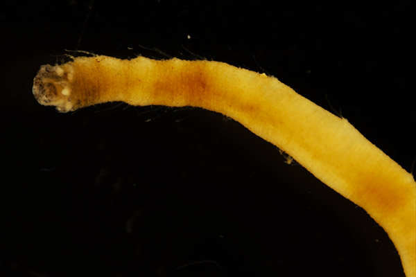 南極海で新種の多毛類を発見し、研究船「白鳳丸」からFlabelligena hakuhoaeと命名