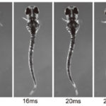 ヒレのリズミカルな運動をコントロールする神経回路