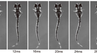 ヒレのリズミカルな運動をコントロールする神経回路