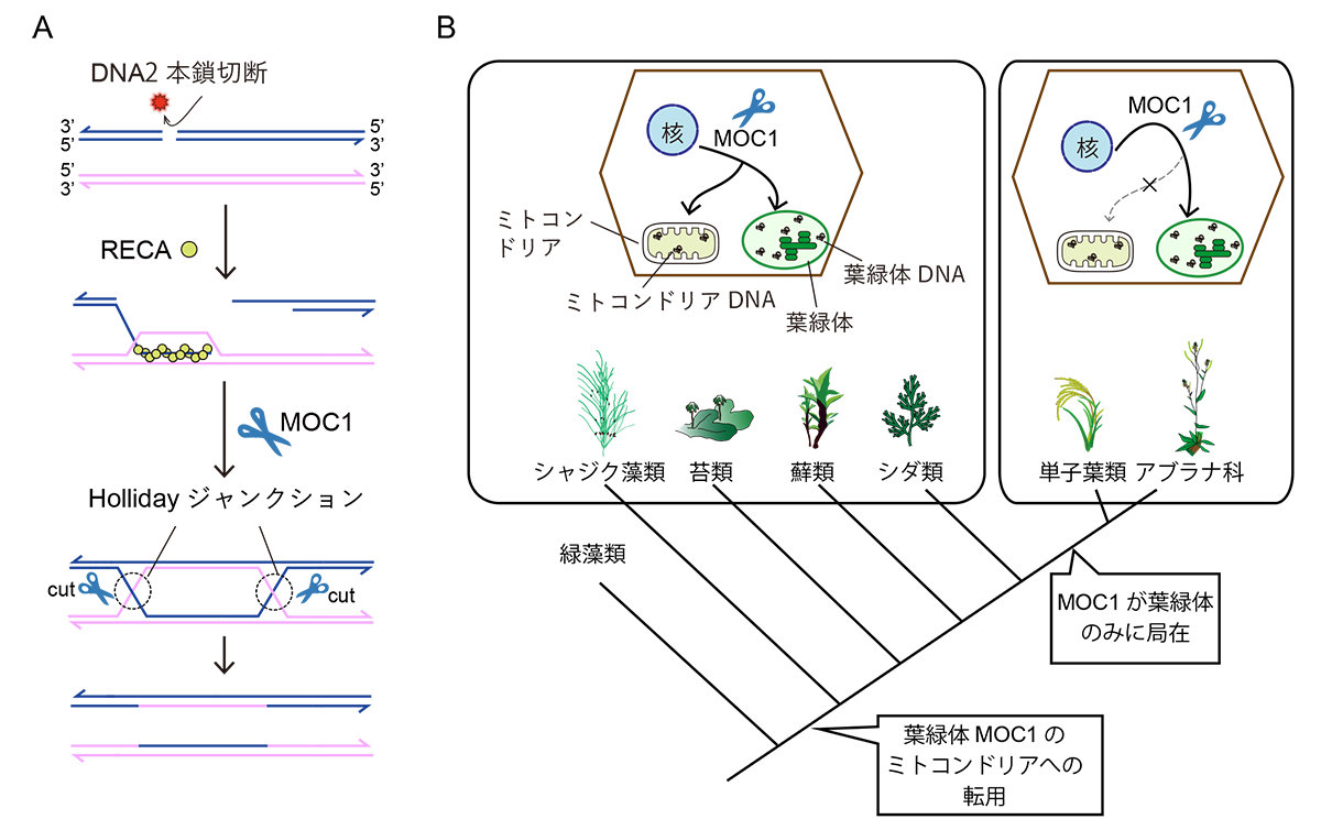 植物ミトコンドリアと葉緑体の傷ついたDNAを修復する仕組みの一端を解明