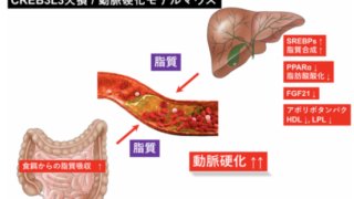 動脈硬化発症を制御する転写因子の相互作用を発見