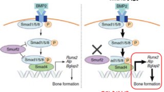 骨形成タンパク質の新たな制御機構を解明～より安全・効率的な骨再生治療へ向けて～