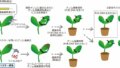 植物ウイルスを利用した遺伝子導入法により植物のゲノム編集に成功