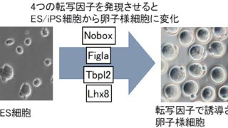 卵子をかたち作る遺伝子群を同定～卵細胞質の大量作製が可能に～