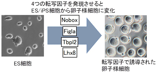 卵子をかたち作る遺伝子群を同定～卵細胞質の大量作製が可能に～