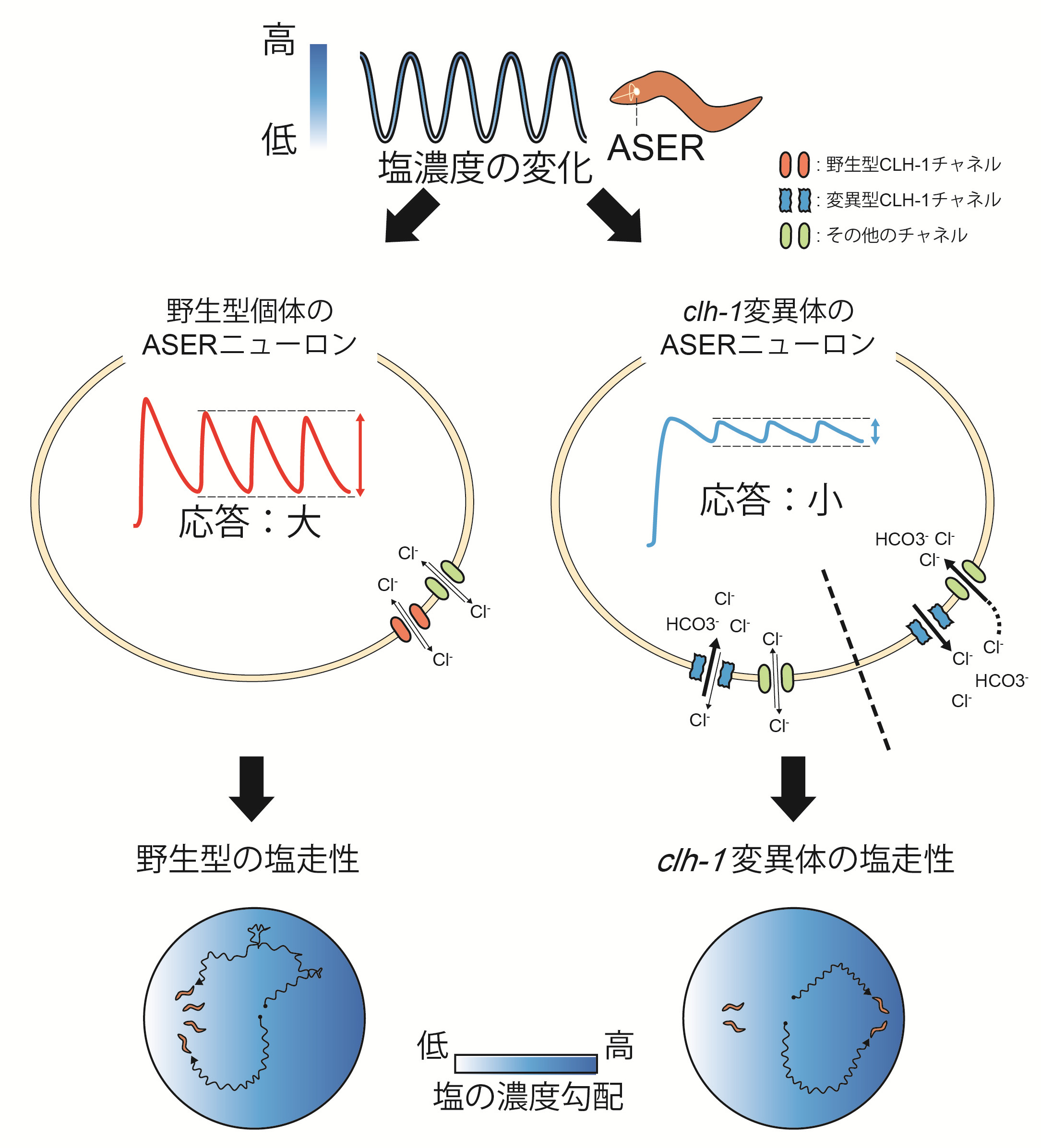 ClCチャネルによる味覚応答の調節