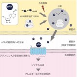 シグナル情報伝達を担うＲＮＡ由来の液性因子を発見 ～炎症疾患の新たな核酸医薬開発に期待～