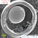 微生物が多様な膜小胞を作る仕組みを解明