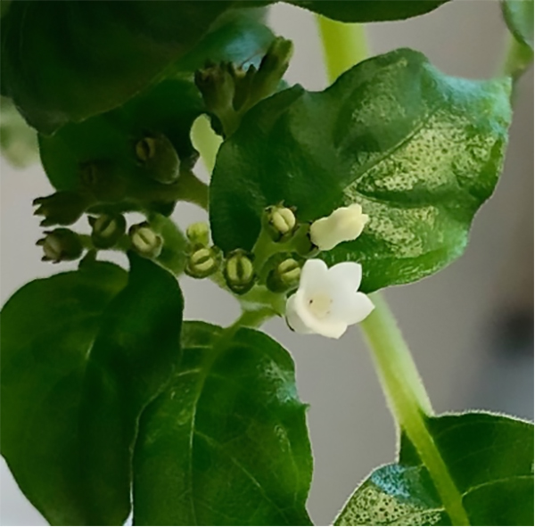 抗がん性成分を生産する植物チャボイナモリの全ゲノムを高精度に解読