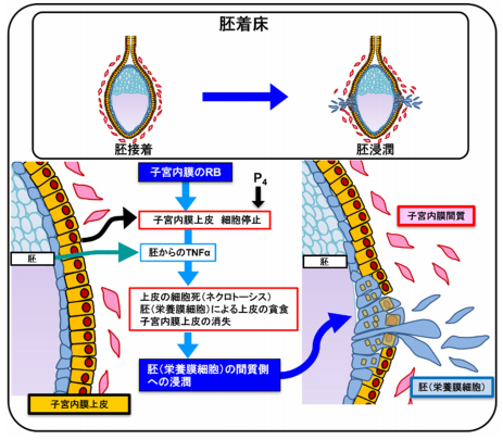 子宮内膜上皮の細胞増殖の持続が着床障害を起こす～黄体ホルモンによる着床成立のメカニズム解明～