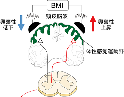 標的とした体性感覚運動野への神経可塑性誘導を実現