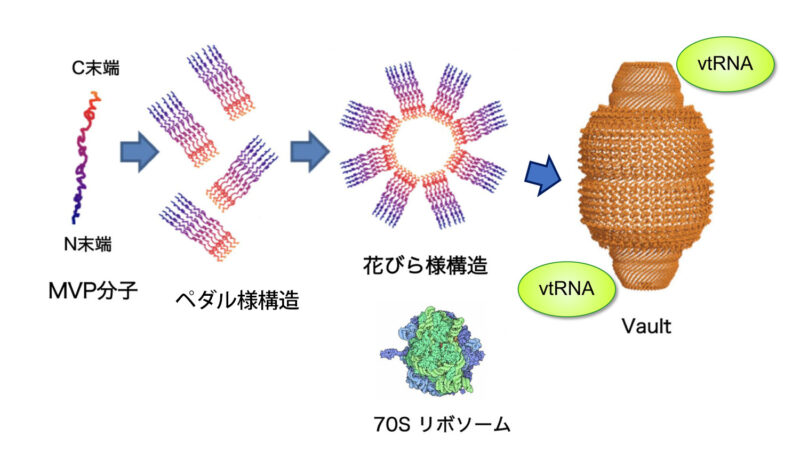 嚢胞性線維症に対する胸部理学療法の準備が必要ですか?
