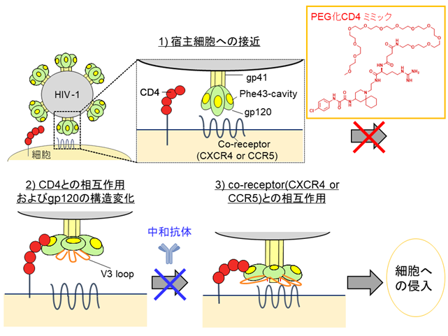 HIV侵入阻害剤としての小分子CD4ミミックとポリエチレングリコールユニットのハイブリッド化合物