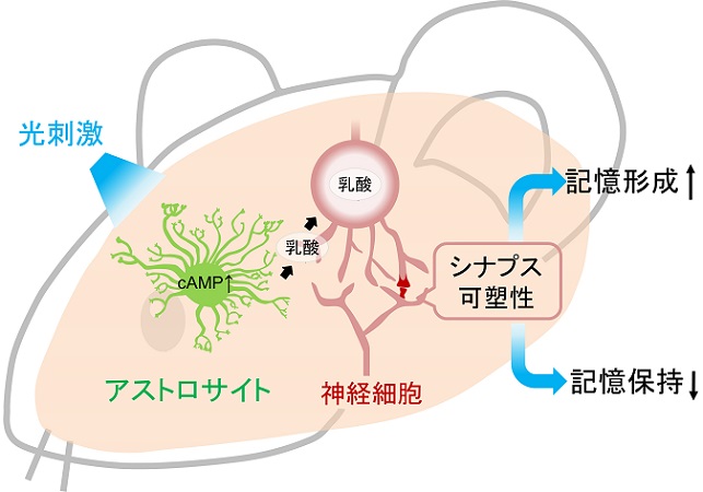 グリア細胞の操作によって記憶の形成と保持を調節した