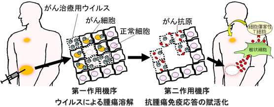ウイルスでがん退治～強力な抗がん効果を発揮する次世代がん治療用ワクシニアウイルスの開発に成功～