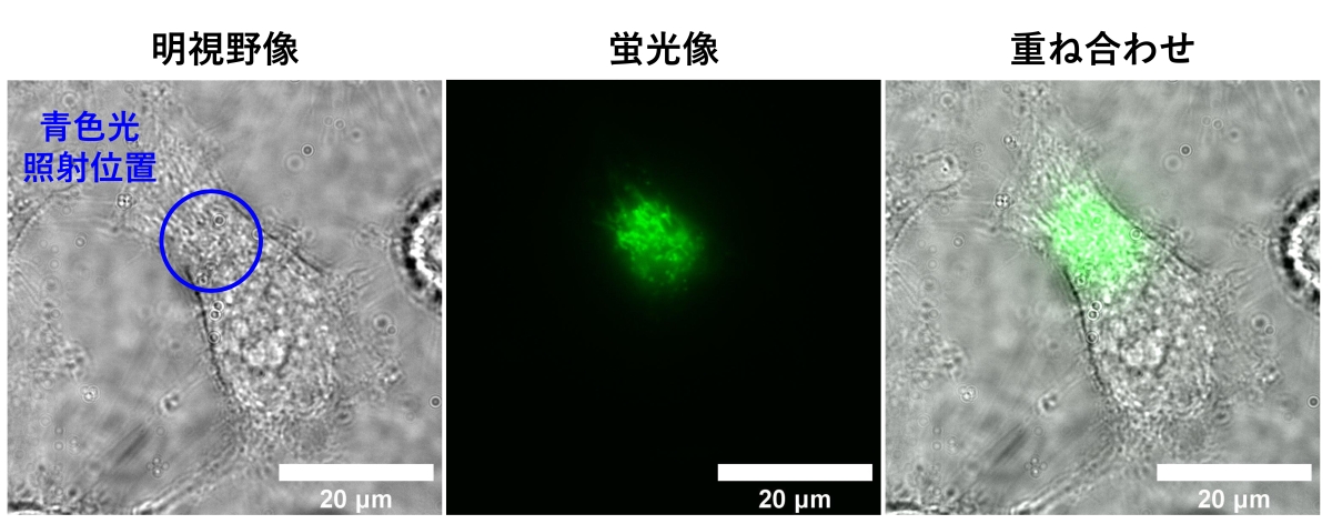 生きた細胞内で生体分子の磁気感受性を直接観測～動物の磁気受容メカニズムの解明へ大きな前進～