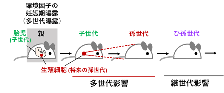 妊娠期の化学物質曝露が孫世代の健康に影響を及ぼすメカニズム