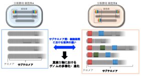 染色体末端近傍領域サブテロメアはゲノム進化のホットスポットであることを解明
