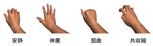 頭皮脳波から筋収縮の調整を反映する成分を同定～標的領域定位的な神経興奮性推定を目指して～