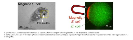 フランス：ANRナノヒータープロジェクト：特定分子の検出や病気診断を可能とする微生物プログラミング