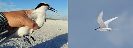 渡りのスケジュールは台風次第 ～エリグロアジサシのバイオロギング研究
