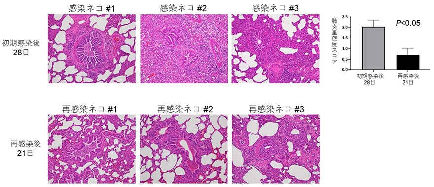新型コロナウイルスに感染し回復したネコは無症状にもかかわらず長期間、肺に炎症ダメージが残り、…