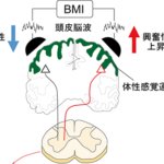 標的とした体性感覚運動野への神経可塑性誘導を実現