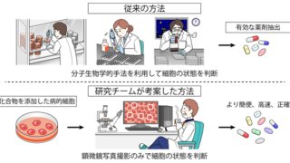 AI画像認識により細胞の老化度をスコア化、血管老化を抑制する薬剤候補同定に成功
