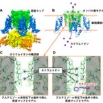 副作用原因タンパク質hERGチャネルと薬剤の複合体構造を明らかにすることに成功