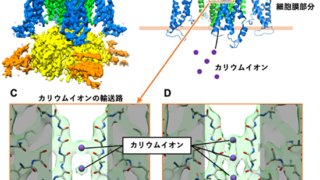 副作用原因タンパク質hERGチャネルと薬剤の複合体構造を明らかにすることに成功