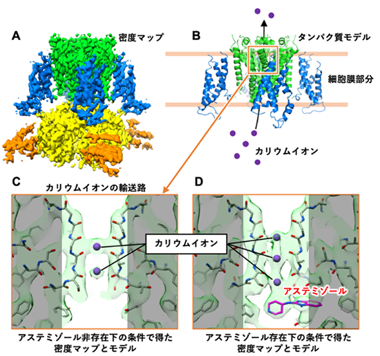 副作用原因タンパク質hERGチャネルと薬剤の複合体構造を明らかにすることに成功