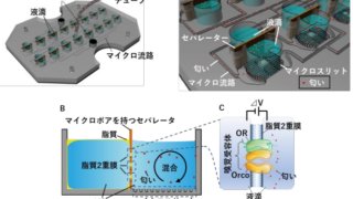 蚊の匂い受容体で呼気診断!?