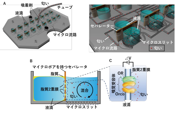 蚊の匂い受容体で呼気診断!?