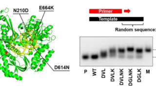 架橋型人工核酸を転写・逆転写可能な合成酵素（改変ポリメラーゼ）の開発に成功