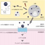 シグナル情報伝達を担うＲＮＡ由来の液性因子を発見 ～炎症疾患の新たな核酸医薬開発に期待～