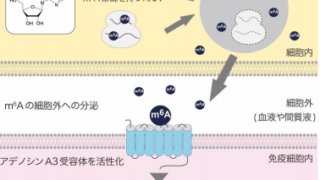 シグナル情報伝達を担うＲＮＡ由来の液性因子を発見 ～炎症疾患の新たな核酸医薬開発に期待～