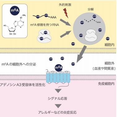 シグナル情報伝達を担うＲＮＡ由来の液性因子を発見 ～炎症疾患の新たな核酸医薬開発に期待～