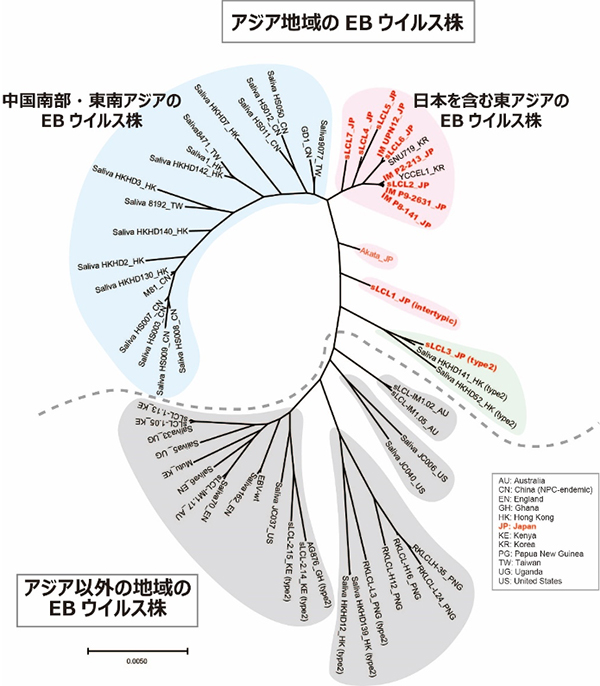 日本人に感染しているEBウイルスが他のアジア地域のEBウイルスと異なることを発見