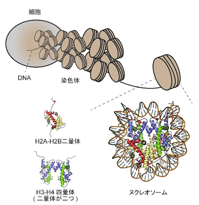 精子形成に重要なヒストンによるDNAの新たな折りたたみを解明