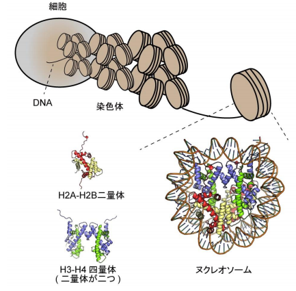 精子形成に重要なヒストンによるDNAの新たな折りたたみを解明